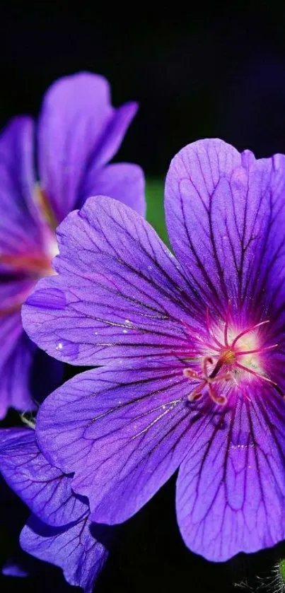 Close-up of a vibrant purple flower on a dark background.