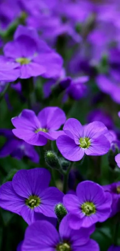 Vibrant purple flowers blooming in nature, perfect for mobile wallpaper.