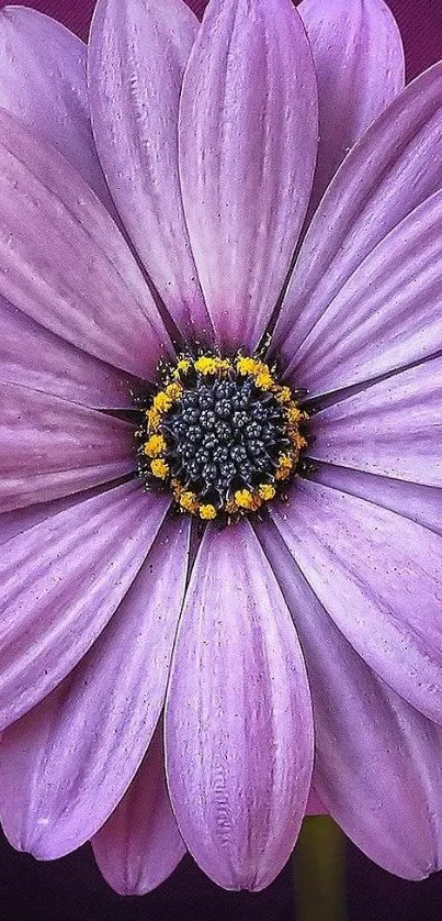 Purple flower with vivid petals and a dark center on rich background.