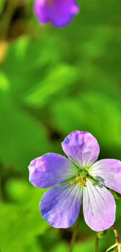 Purple flower on lush green background, nature wallpaper.