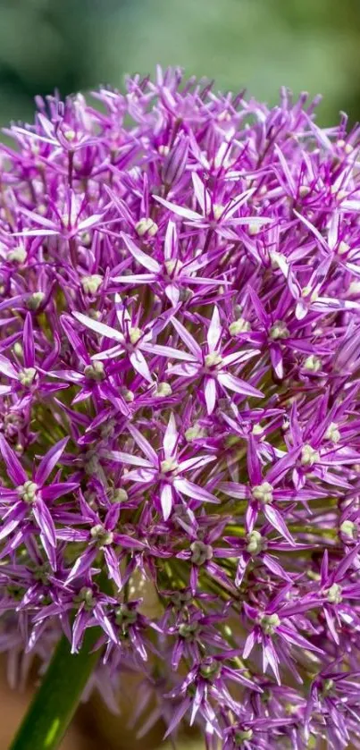 Close-up of a purple allium flower in full bloom.