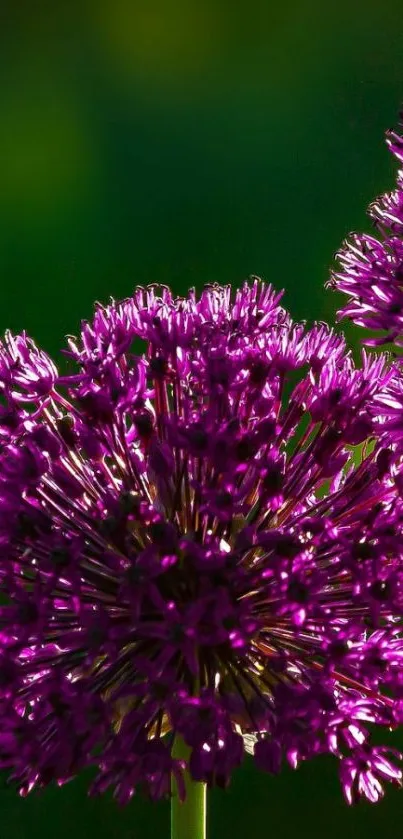 Vibrant purple flower with green background wallpaper.