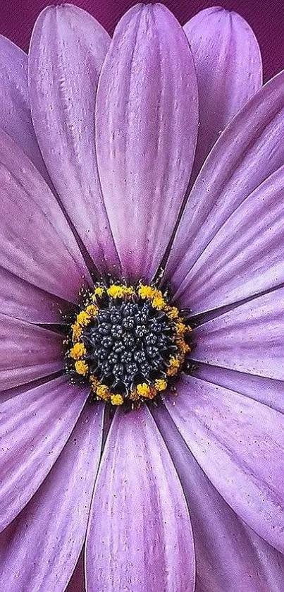 Close-up of a purple flower with detailed petals and a vibrant center.