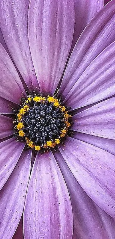 Close-up of a vibrant purple flower with detailed petals.