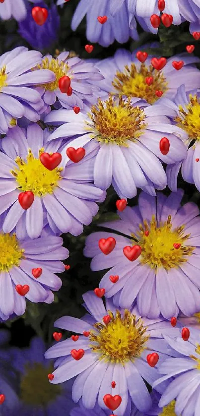 Vibrant purple daisies with yellow centers in full bloom, creating a vivid floral display.