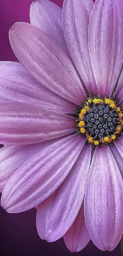 Purple daisy with a vibrant center on a mobile wallpaper.