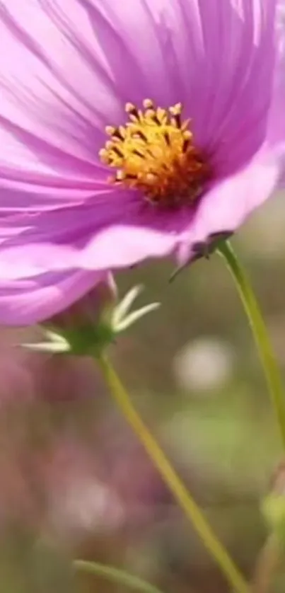 A vibrant purple flower blooms elegantly against a natural background.