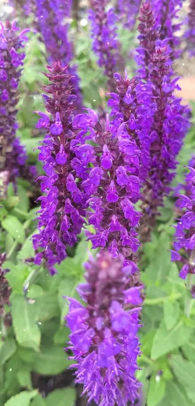 Close-up of vibrant purple flowers with green leaves.