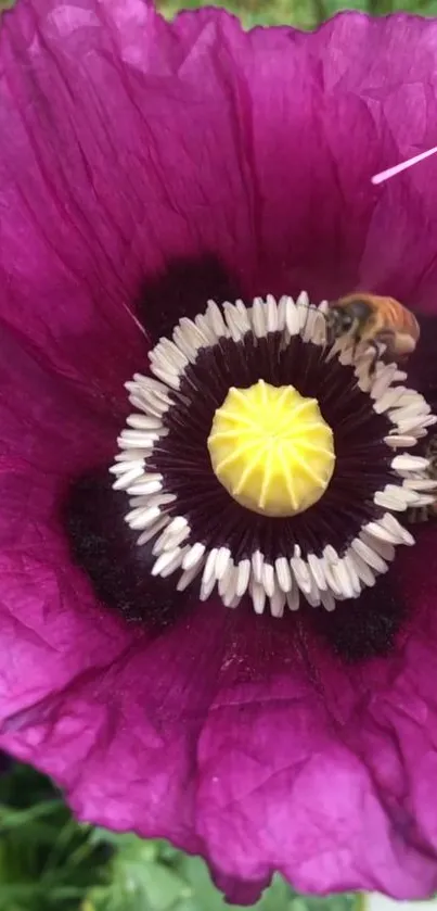 Close-up of a vibrant purple flower with detailed petals and bees.