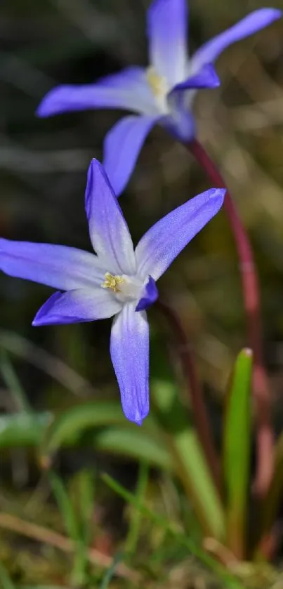 Close-up of a purple flower with green leaves in natural setting.