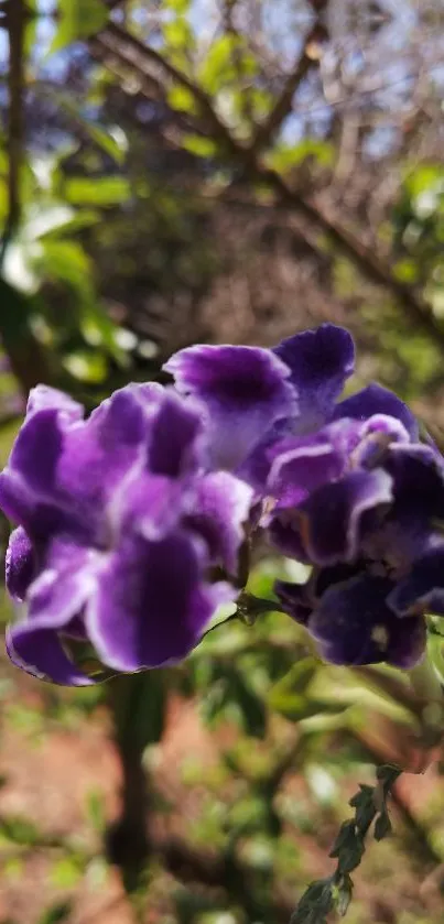 Close-up of a vibrant purple flower in natural sunlight.