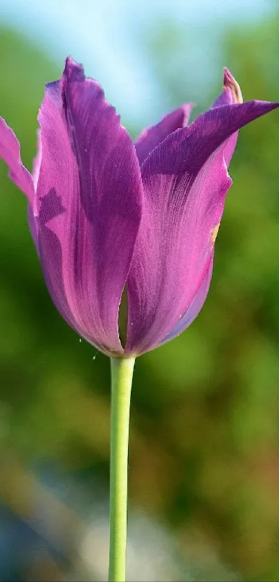 Close-up of a purple tulip on a blurred green background wallpaper.