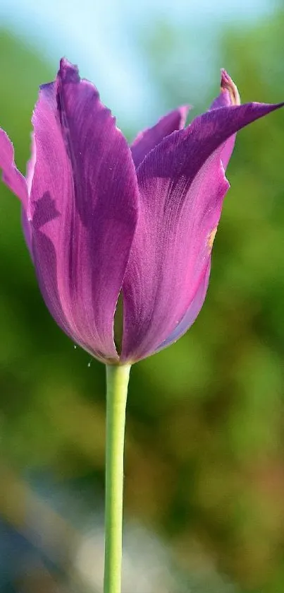 Purple flower with green background mobile wallpaper.