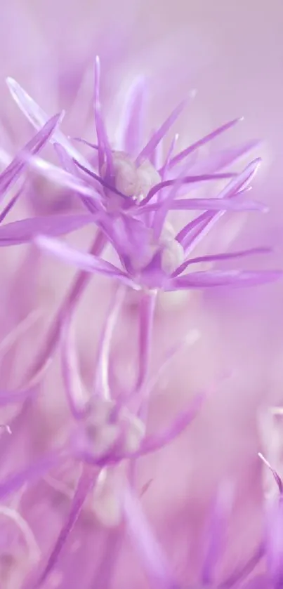 Close-up of vibrant light purple flowers with delicate petals.