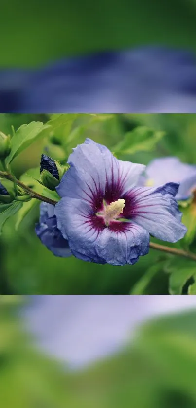 Purple flower with lush green leaves mobile wallpaper.