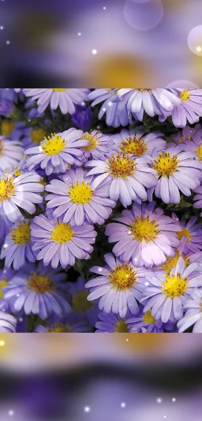 A vibrant wallpaper of purple flowers in full bloom.