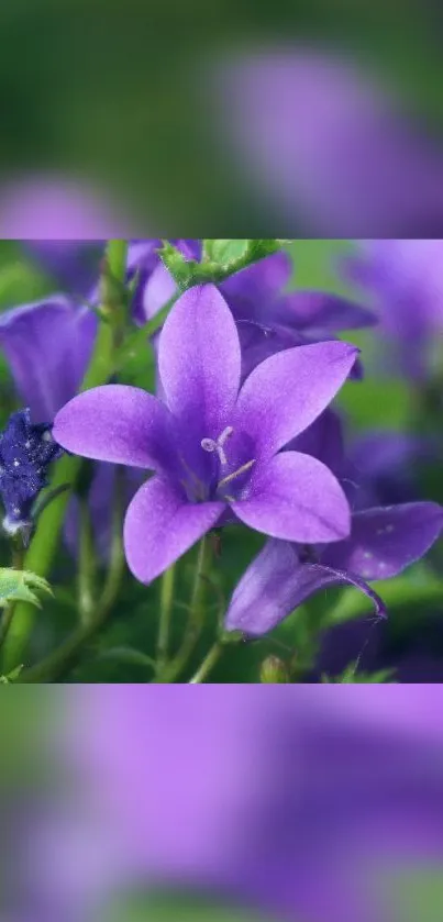 A vibrant purple flower amidst lush greenery, perfect for nature-themed wallpapers.