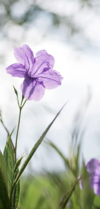 Vibrant purple flower with blurred natural background.