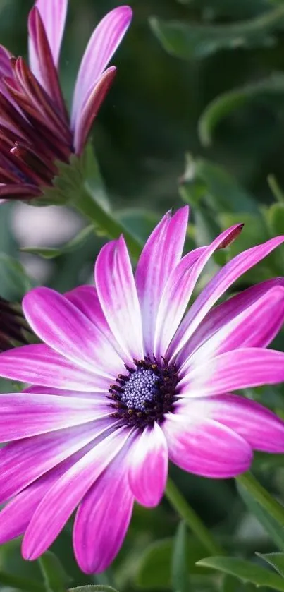 Vibrant purple flower with green leaves wallpaper.