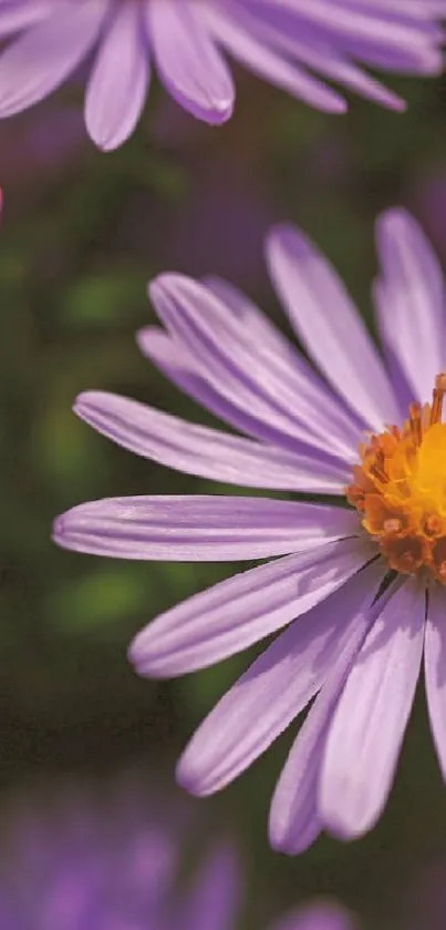 Purple flower petals with yellow center close-up wallpaper.