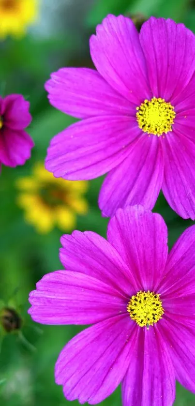 Vibrant purple flowers with green leaves background.