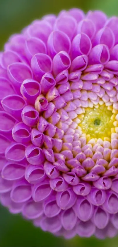 Close-up of a vibrant purple flower on a blurred green background.