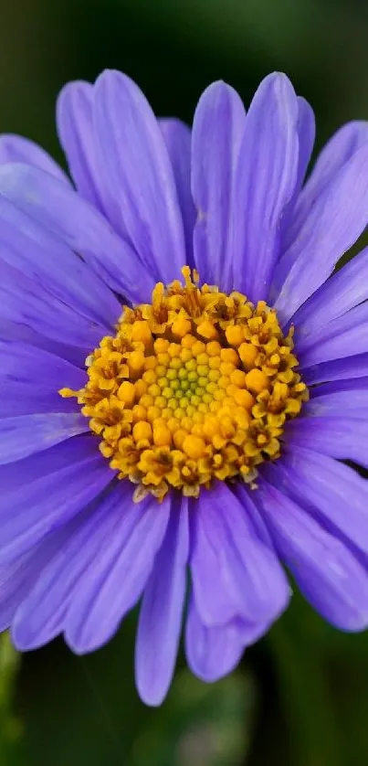 Close-up of a vibrant purple flower with detailed petals.