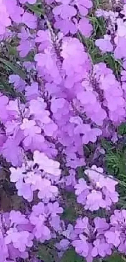 Vibrant purple flowers in full bloom creating a beautiful garden scene.