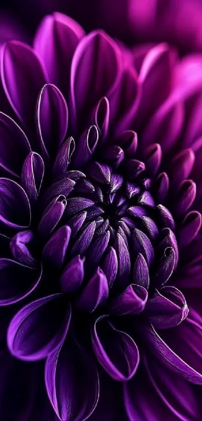 Close-up of a vibrant purple flower.