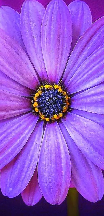 Close-up of a vibrant purple flower with detailed petals.