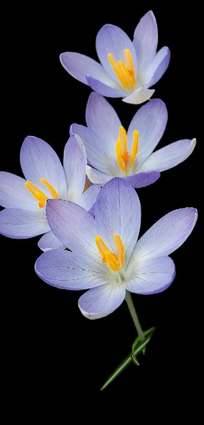 Purple flowers with yellow stamens on a black background.