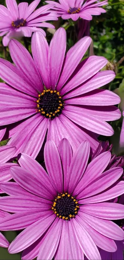 Vibrant purple flowers creating a stunning mobile wallpaper.