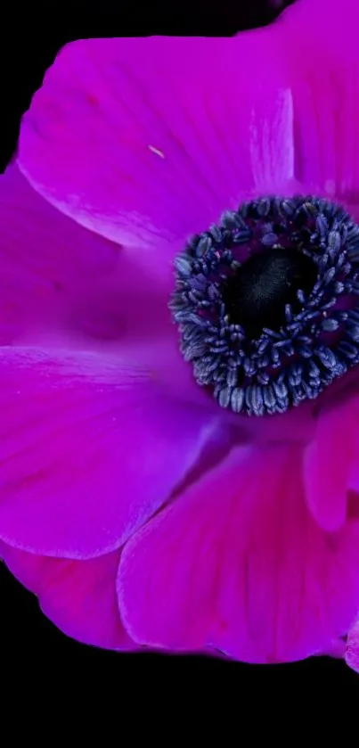 Vibrant purple flower on black background wallpaper.