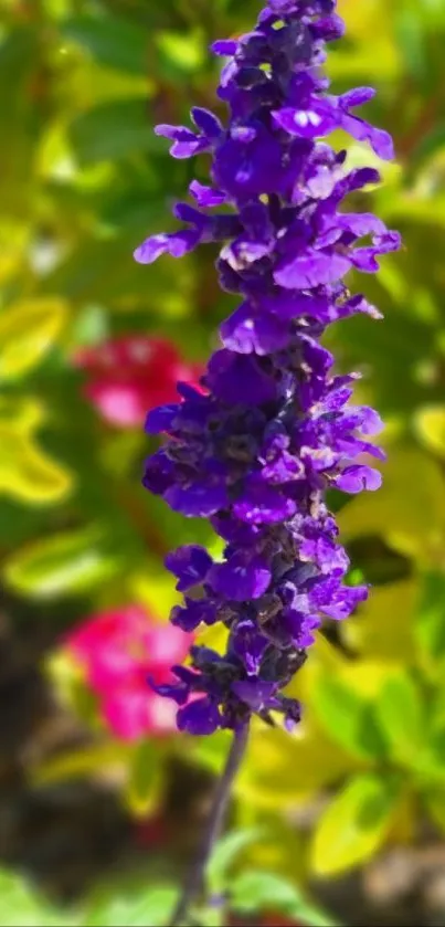 Vibrant purple flower amidst colorful nature backdrop.