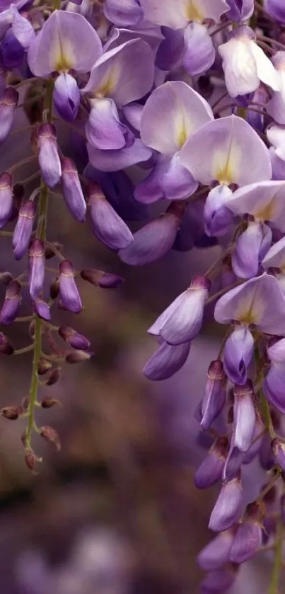 Mobile wallpaper featuring vibrant cascading purple flowers.