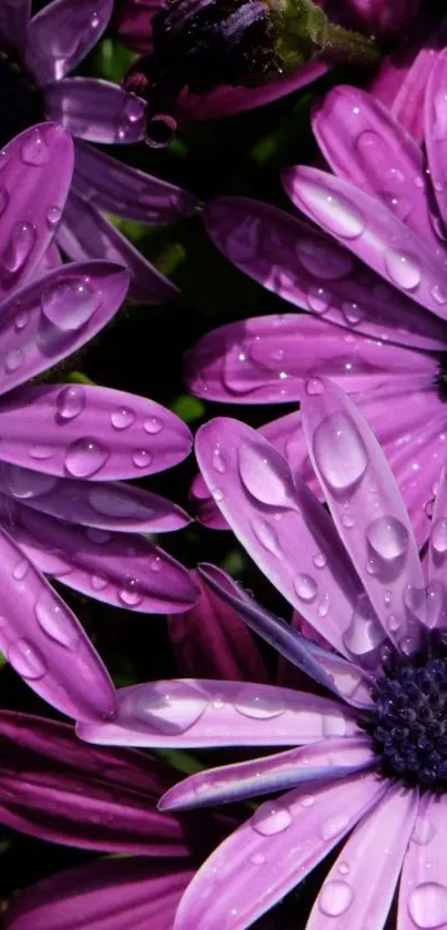 Purple daisies with dew drops wet petals close-up.