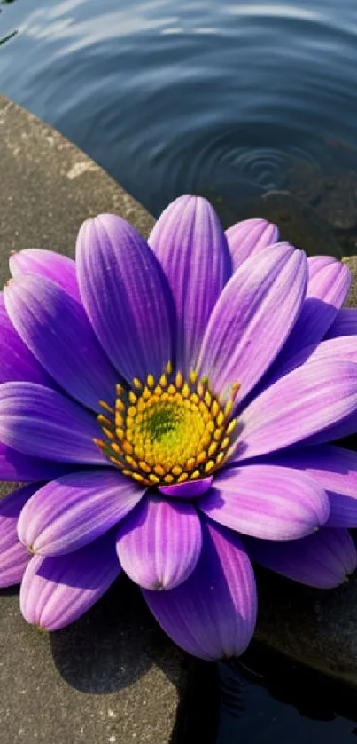 Vibrant purple flower on stone by a calm water surface.