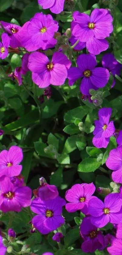 Vibrant purple flowers with lush green leaves.