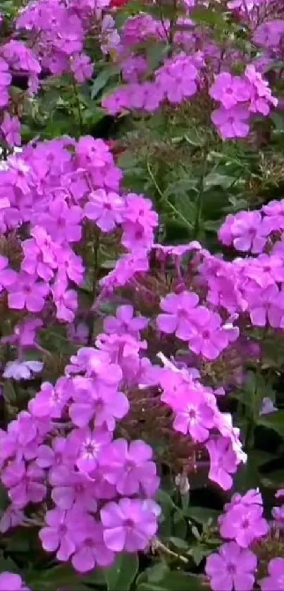 Vibrant wallpaper featuring lush purple flowers in bloom.