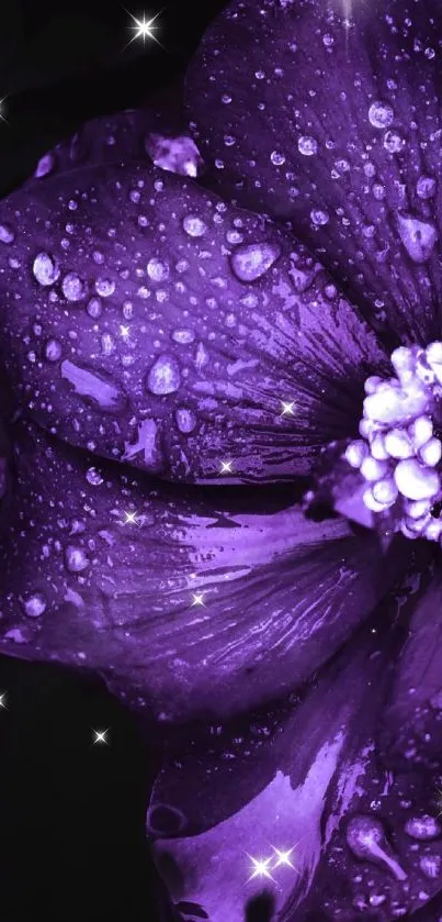 Purple flower with water droplets and sparkles on a dark background.