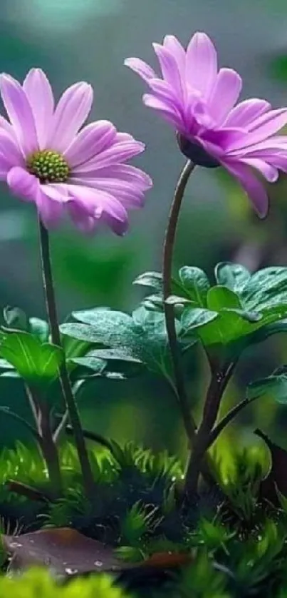 Vibrant purple flowers with green leaves on a natural background.