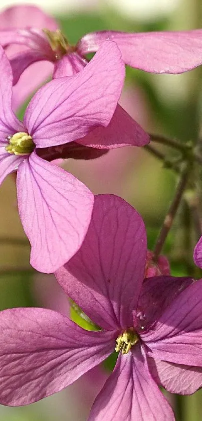 Close-up of vibrant purple flower petals with green background.