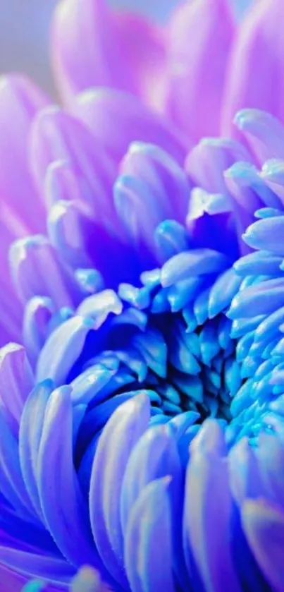 Vibrant purple and blue flower close-up wallpaper.