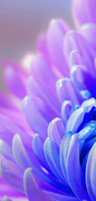 Close view of vibrant purple flower petals with blue and pink hues.