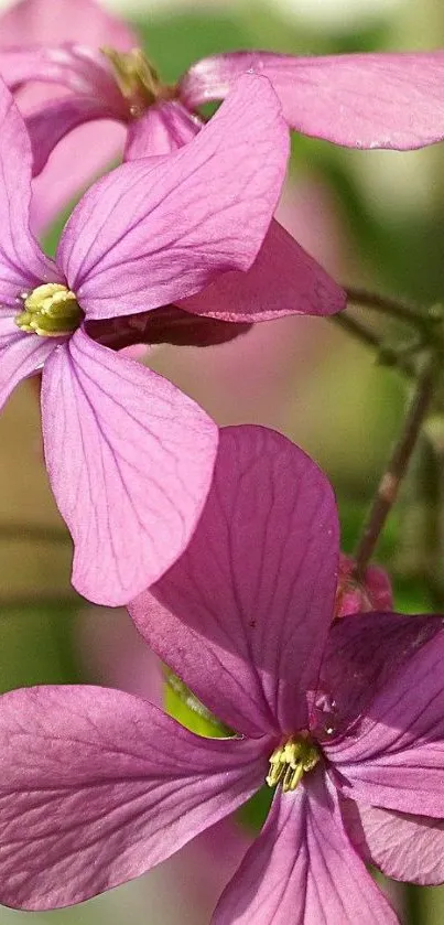 Close-up of vibrant purple flowers in full bloom.