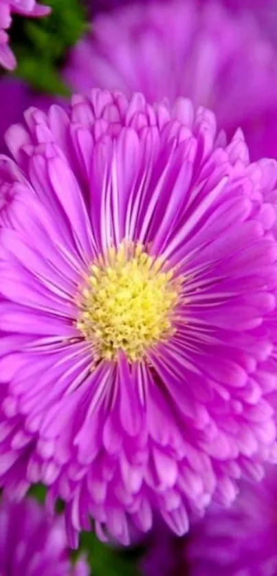 Vibrant purple flower with yellow center as mobile wallpaper.