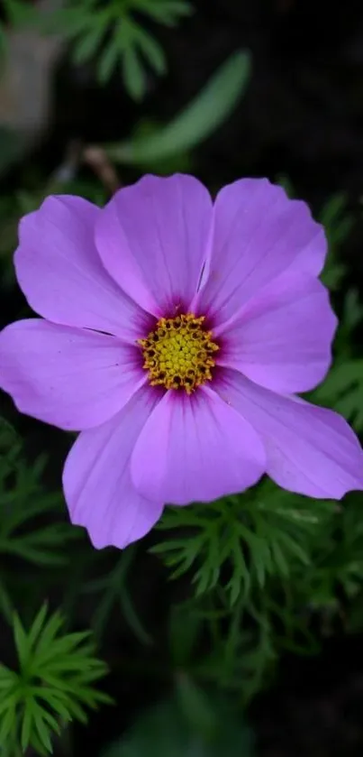 Mobile wallpaper featuring a purple flower with green background.