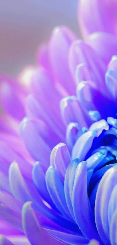 Close-up vibrant purple flower with intricate petals.