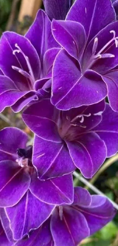 Purple flower wallpaper with vibrant blossoms.