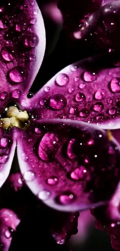 Close-up of vibrant purple flowers with dew drops.